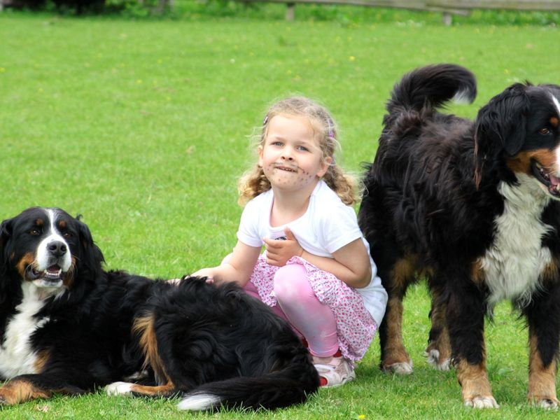 Ein Kind streichelt die beiden Hunden auf der Wiese.